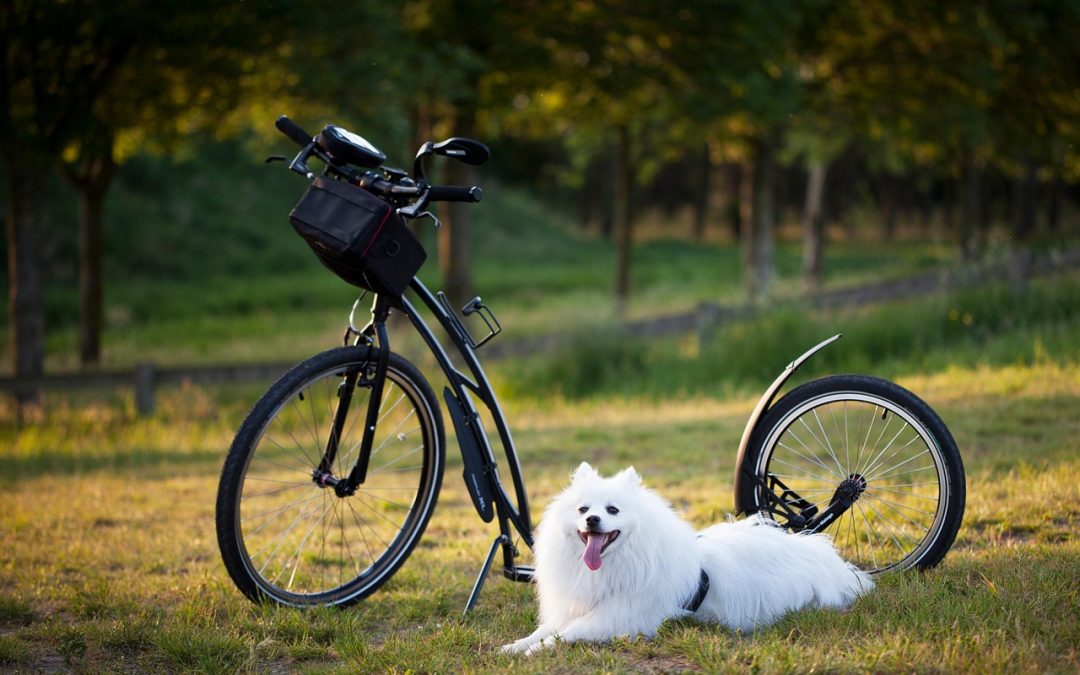 Quelles sont les étapes d’une formation EMDR en Belgique ?