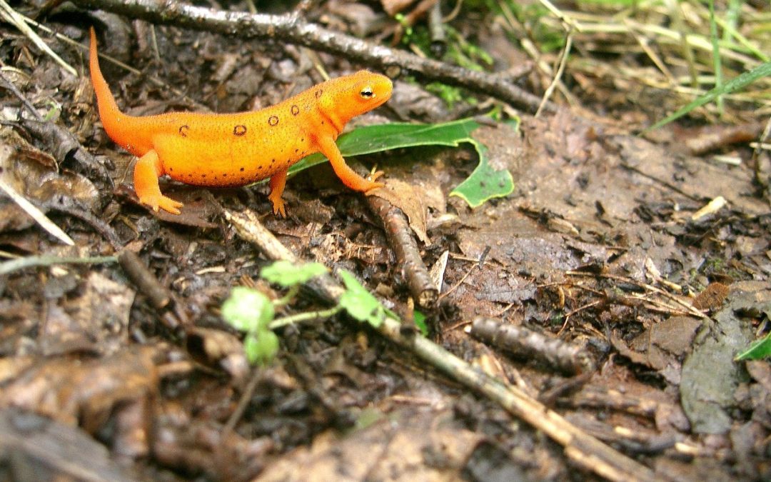 Découvrez l&rsquo;EFT à Bruxelles : une approche innovante pour gérer le stress