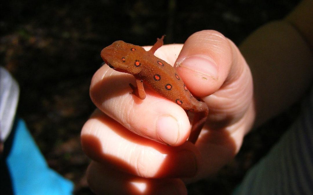 Comprendre les bases de l&rsquo;EFT pour améliorer votre bien-être