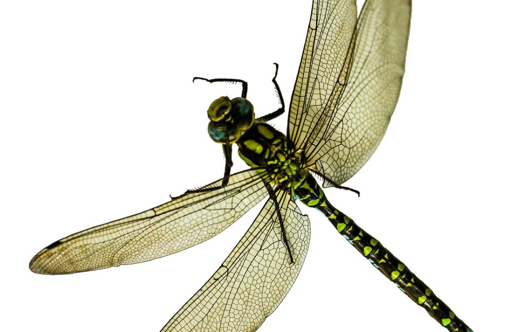 Libération émotionnelle : découvrez des techniques efficaces pour mieux gérer vos émotions