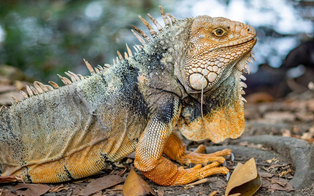 Webinaires gratuits pour découvrir de nouvelles approches thérapeutiques