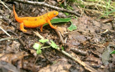 Eft : une méthode innovante pour gérer le stress